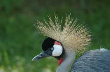 Grey Crowned Crane (Balearica regulorum) by Bob-Nan