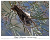 Striped Honeyeater (Plectorhyncha lanceolata) by Ian
