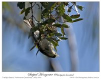 Striped Honeyeater (Plectorhyncha lanceolata) by Ian