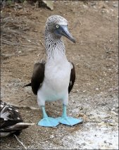 Blue-footed Booby (Sula nebouxii) by Ian