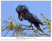 Palm Cockatoo (Probosciger aterrimus) by Ian