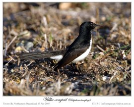 Willie Wagtail (Rhipidura leucophrys) on Wallaby by Ian Montgomery