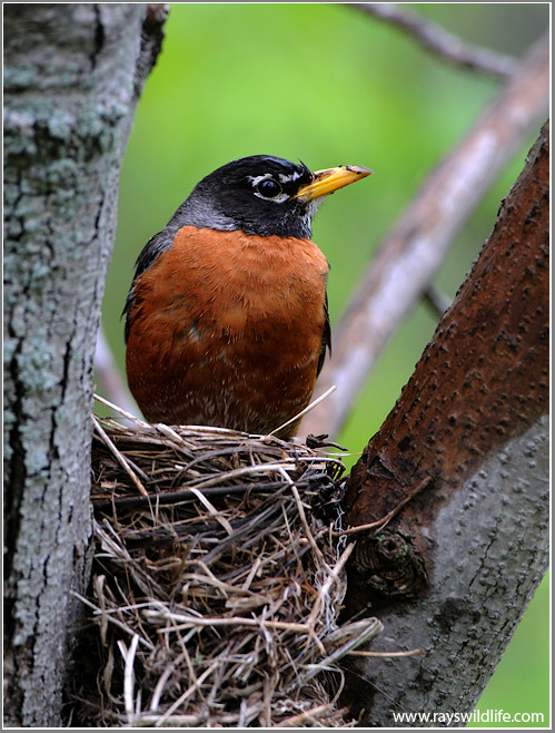 American Robin (Turdus migratorius) in nest by Ray