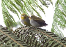 Everett's White-eye (Zosterops everetti) by Kent Nickell