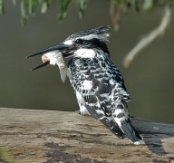 Pied Kingfisher (Ceryle rudis) by Nikhil Devasar