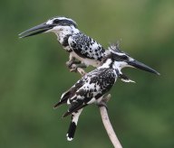 Pied Kingfisher (Ceryle rudis) by Peter Ericsson