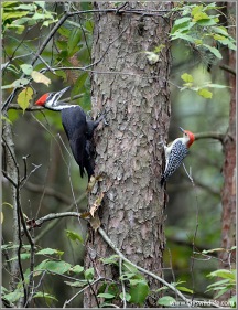Pileated and Red-bellied on same tree - turkey point by Ray