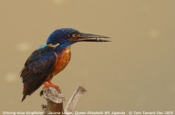 Shining-blue Kingfisher (Alcedo quadribrachys) by Tom Tarrant