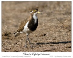 Banded Lapwing (Vanellus tricolor) by Ian