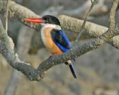 Black-capped Kingfisher (Halcyon pileata) by Nikhil Devasar