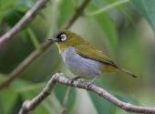 Black-capped White-eye Zosterops atricapilla by Peter Ericsson