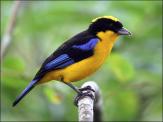 Blue-winged Mountain Tanager (Anisognathus somptuosus) by Ian