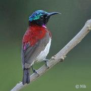 Crimson-backed Sunbird (Leptocoma minima) by Nikhil Devasar