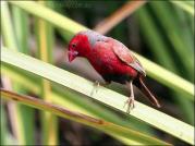 Crimson Finch (Neochmia phaeton) by Ian
