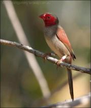 Crimson Finch (Neochmia phaeton) by Ian