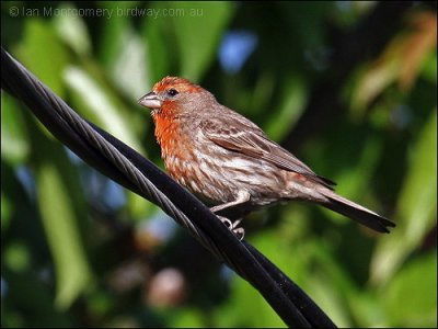 House Finch (Haemorhous mexicanus) by Ian