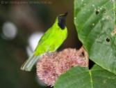 Lesser Green Leafbird (Chloropsis cyanopogon) by Ian