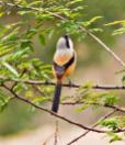 Long-tailed Shrike (Lanius schach) by W Kwong