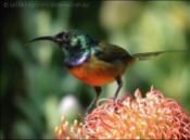 Orange-breast Sunbird by Ian