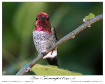 Anna's Hummingbird (Calypte anna) by Ian