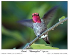 Anna's Hummingbird (Calypte anna) by Ian