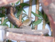 Green-winged Pytilia (Pytilia melba) (Melba Finch) at NA by Lee