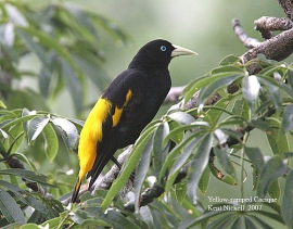 Yellow-rumped Cacique (Cacicus cela) by Kent Nickell