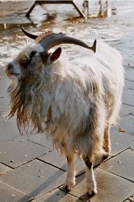 Long-haired Goat ©WikiC