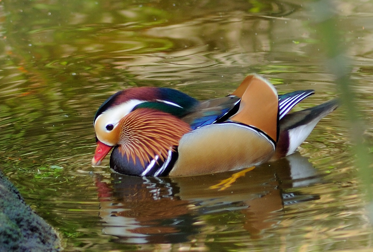 Mandarin Duck (Aix galericulata) LPZoo by Dan