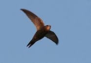 Pallid Swift, Apus pallidus, in flight over Tarifa, Spain ©WikiC