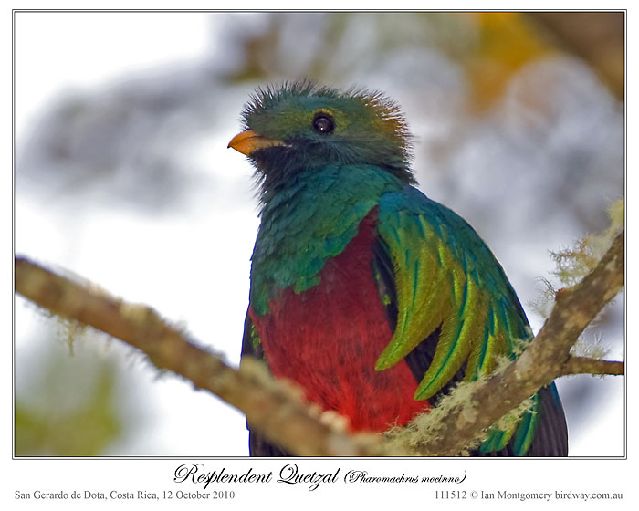 Resplendent Quetzal (Pharomachrus mocinno) by Ian