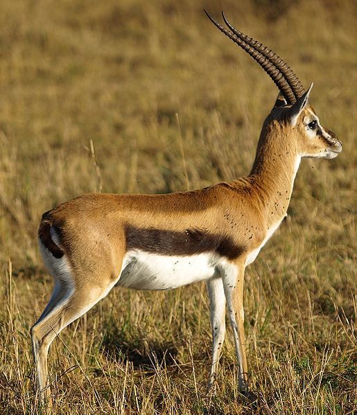 Thomson's Gazelle at Masai Mara, Kenya©WikiC