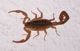 Scorpion - (Centruroides vittatus)©WikiC