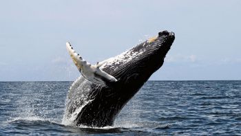 Humpback Whale breaching ©Wikipedia