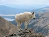 Wild Goat - Mountain Goat Mount Massive CO ©WikiC