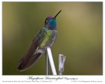 Magnificent Hummingbird (Eugenes fulgens) by Ian