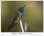 Magnificent Hummingbird (Eugenes fulgens) by Ian