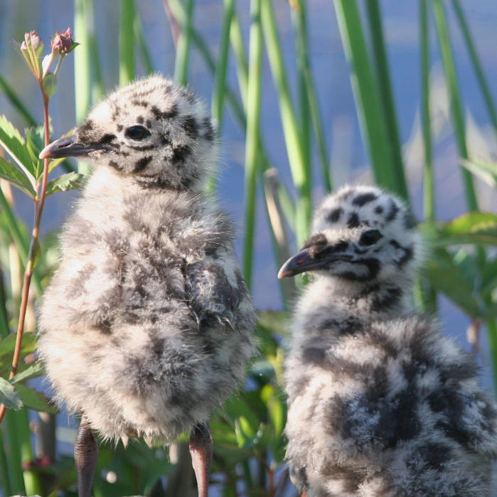 Mew Gull (Larus canus) chicks ©USFWS