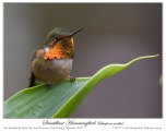 Scintillant Hummingbird (Selasphorus scintilla) by Ian