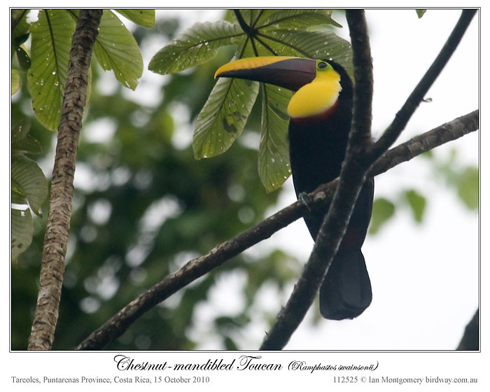Chestnut-mandibled Toucan (Ramphastos swainsonii) by Ian
