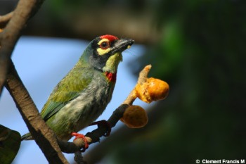 Coppersmith Barbet (Megalaima haemacephala) by Clement Francis
