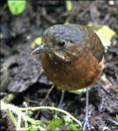 Moustached Antpitta (Grallaria alleni) by Ian