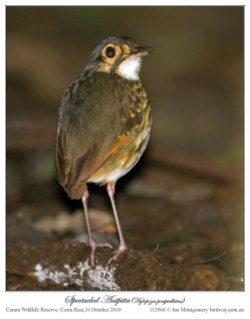 Streak-chested (Spectacled) Antpitta (Hylopezus perspicillatus) by Ian