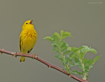 American Yellow Warbler (Dendroica aestiva) singing by J Fenton