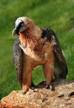 Bearded Vulture (Gypaetus barbatus) ©WikiC