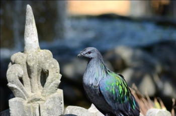 Nicobar Pigeon at Lower Park Zoo by Dan