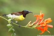 Purple-rumped Sunbird (Leptocoma zeylonica) by Clement Francis