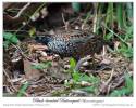 Black-breasted Buttonquail (Turnix melanogaster) by Ian