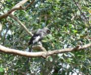 Magpie Shrike (Urolestes melanoleucus) LPZoo by Lee