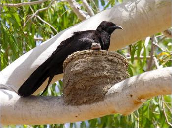White-winged Chough (Corcorax melanoramphos) in mud nest by Ian
